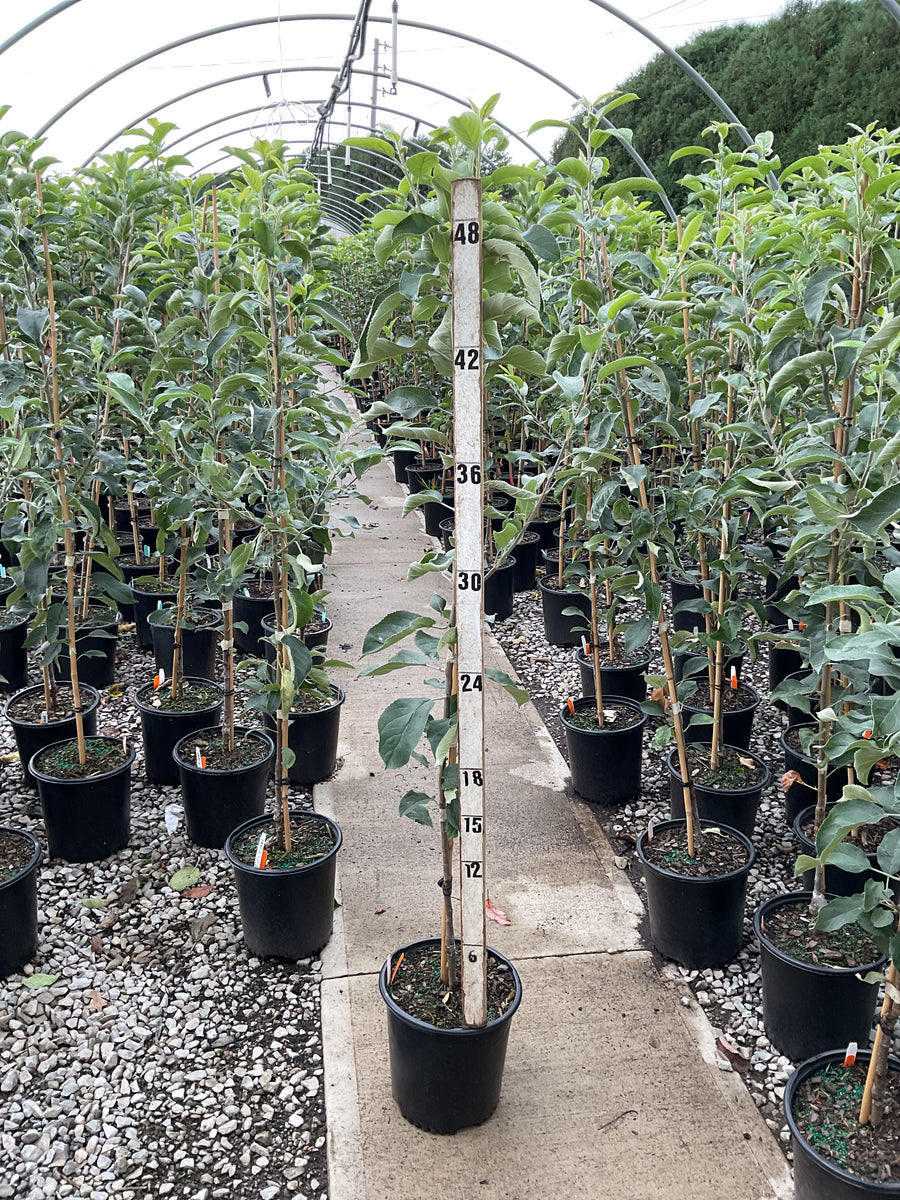 Malus 'Fruit Granny Smith'