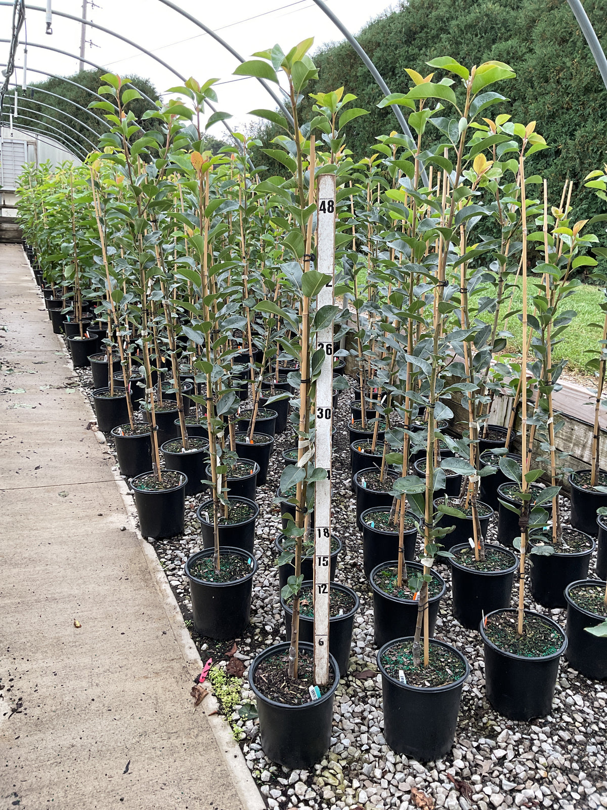 Pyrus 'Fruit Kieffer'