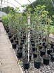 Pyrus 'Fruit Kieffer'