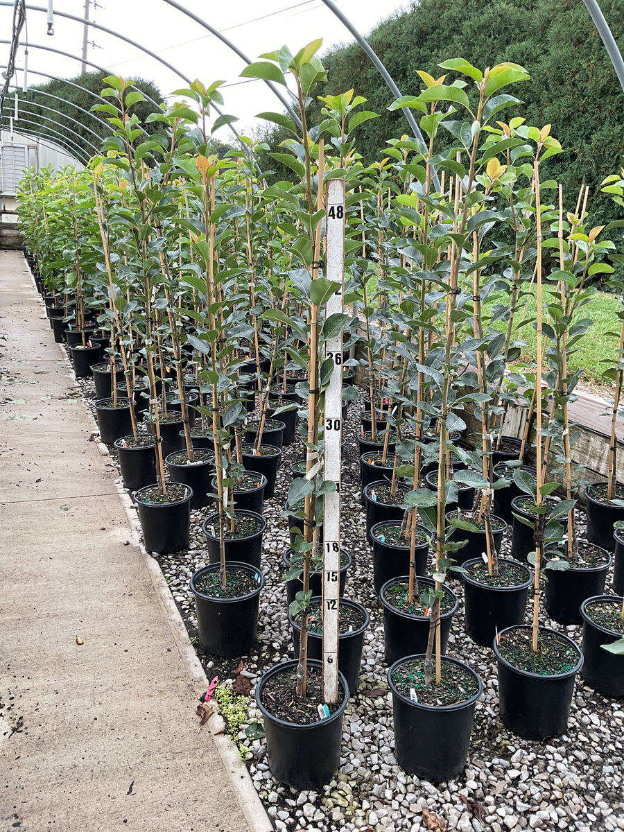 Pyrus 'Fruit Kieffer' â€” G2 36