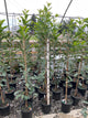 Prunus cerasus 'Montmorency'