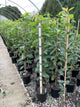 Prunus avium 'Stella'
