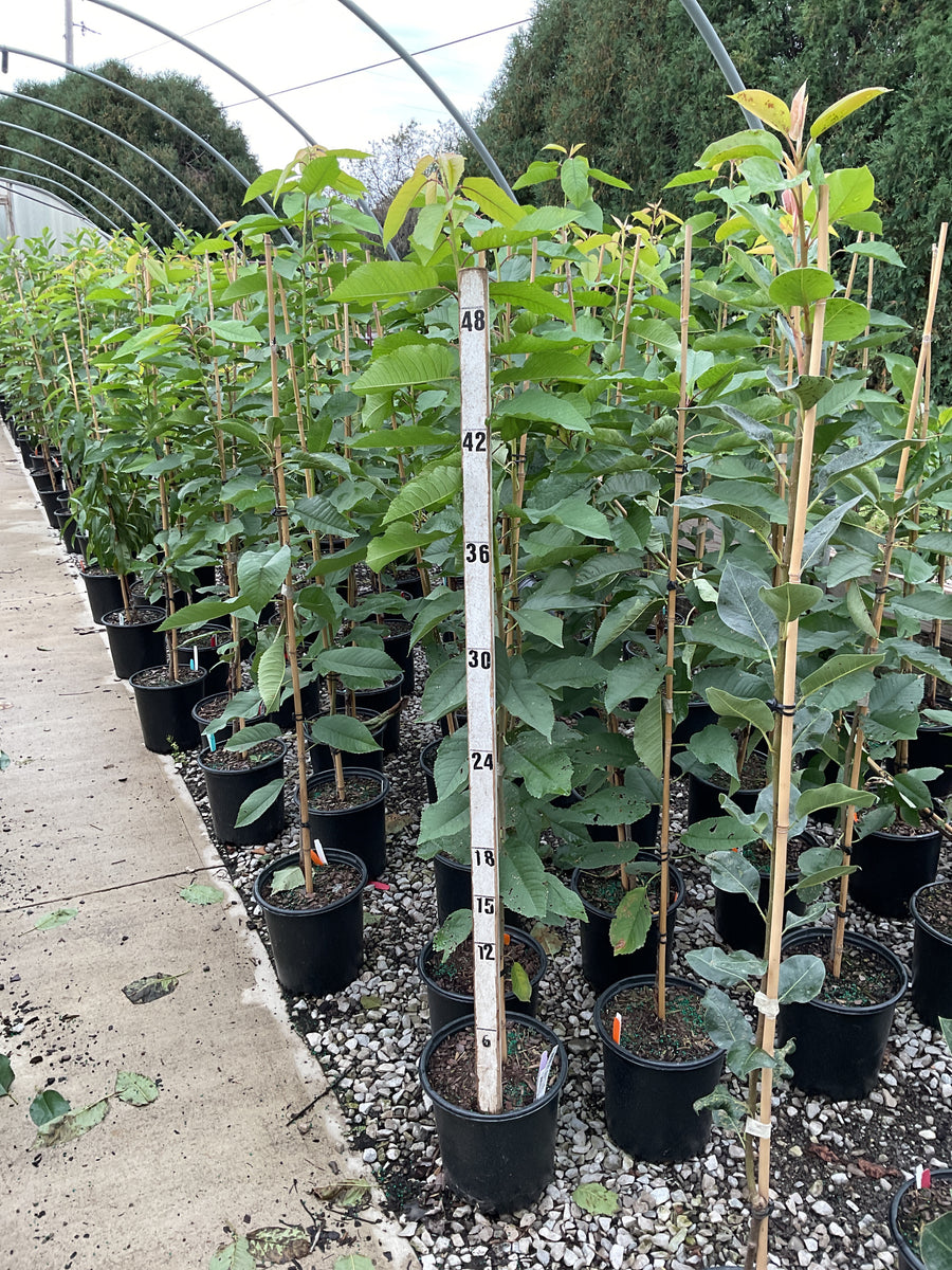 Prunus avium 'Stella'