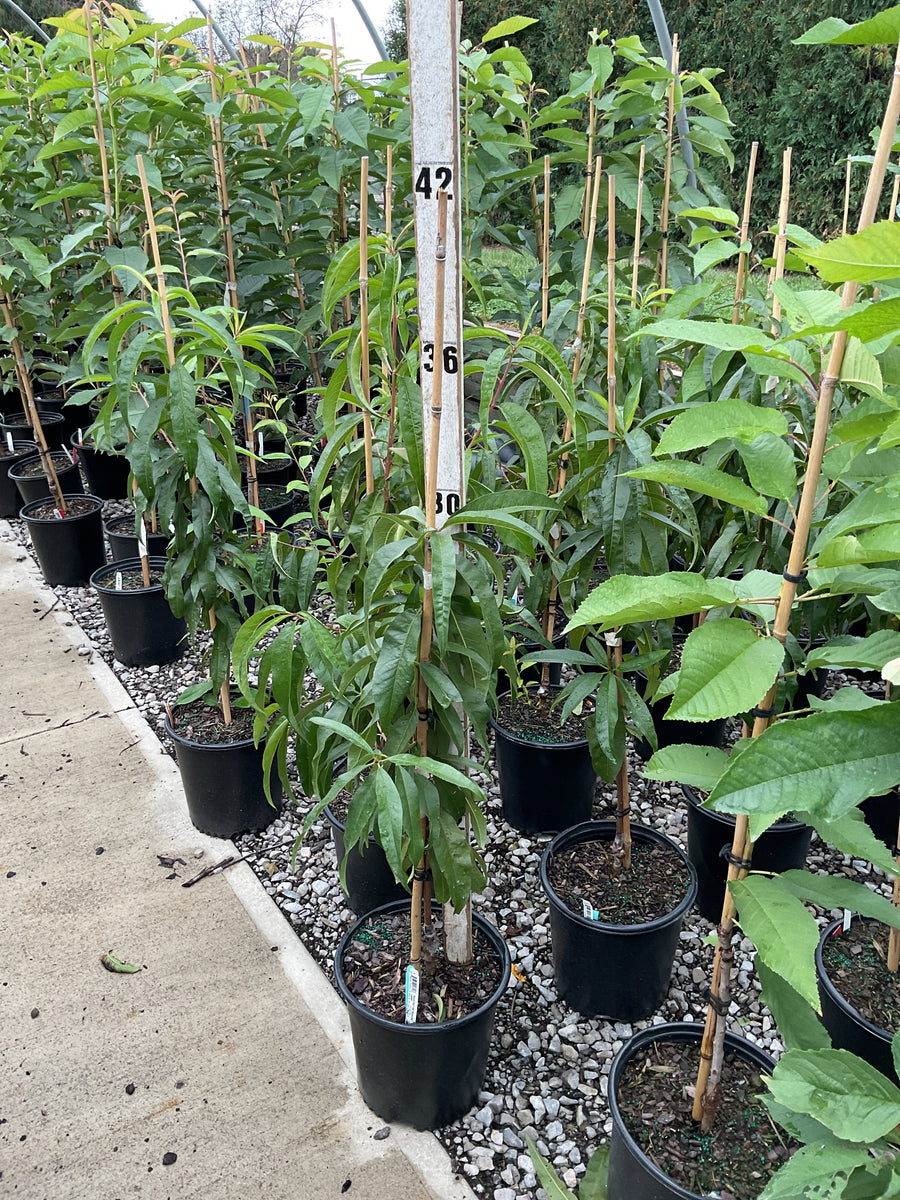Prunus persica 'Redhaven'