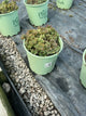 Sedum sedum 'Lime Zinger'