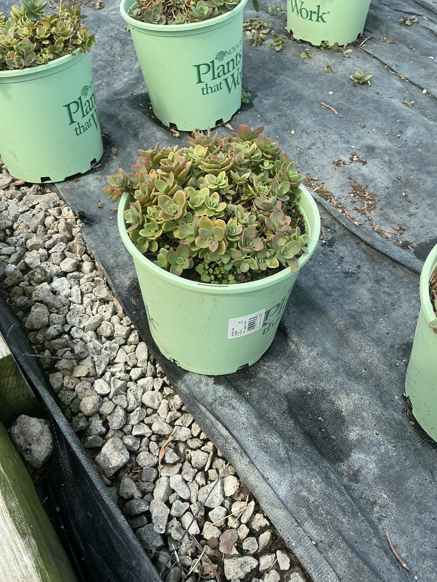Sedum sedum 'Lime Zinger'