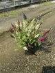 Buddleia davidii BUZZ series ‘Sky Blue’, ‘Hot Raspberry’, “ivory’