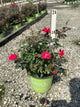 Rosa x Double Red Knock Out®