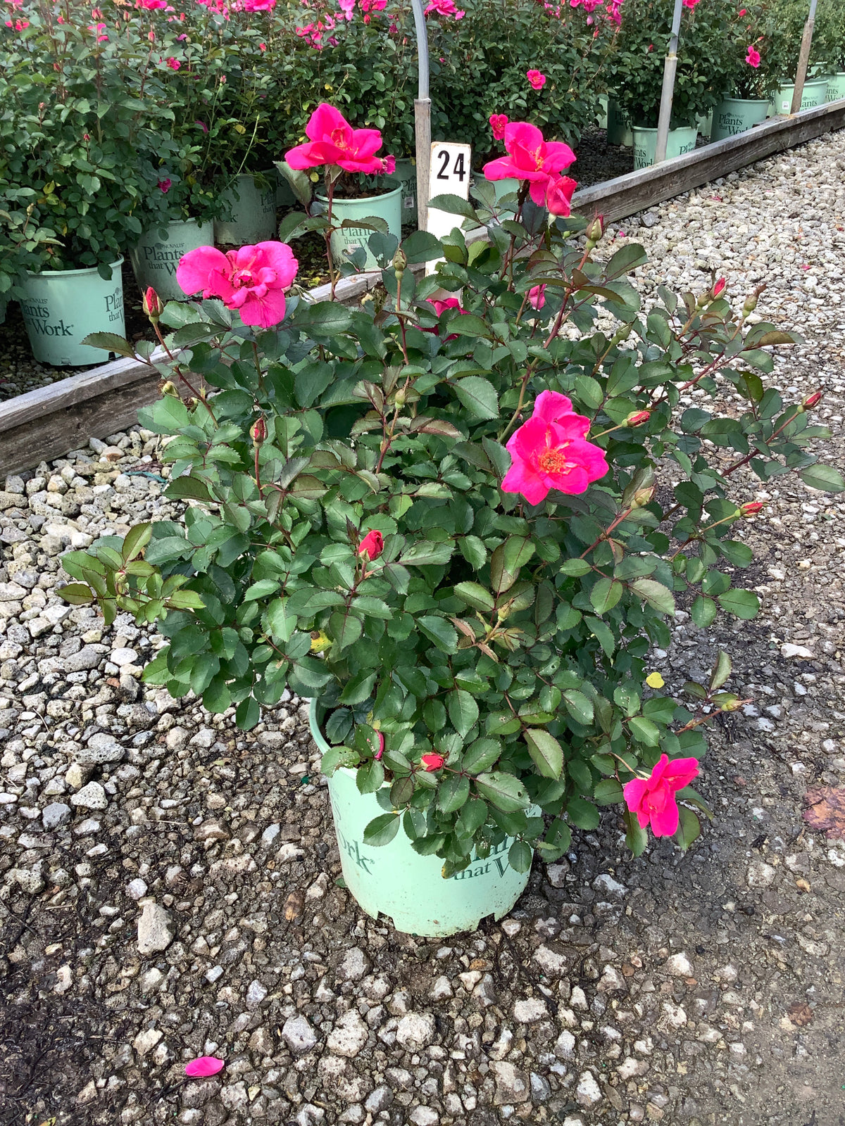 Rosa miracle 'On The Hudson Pink'