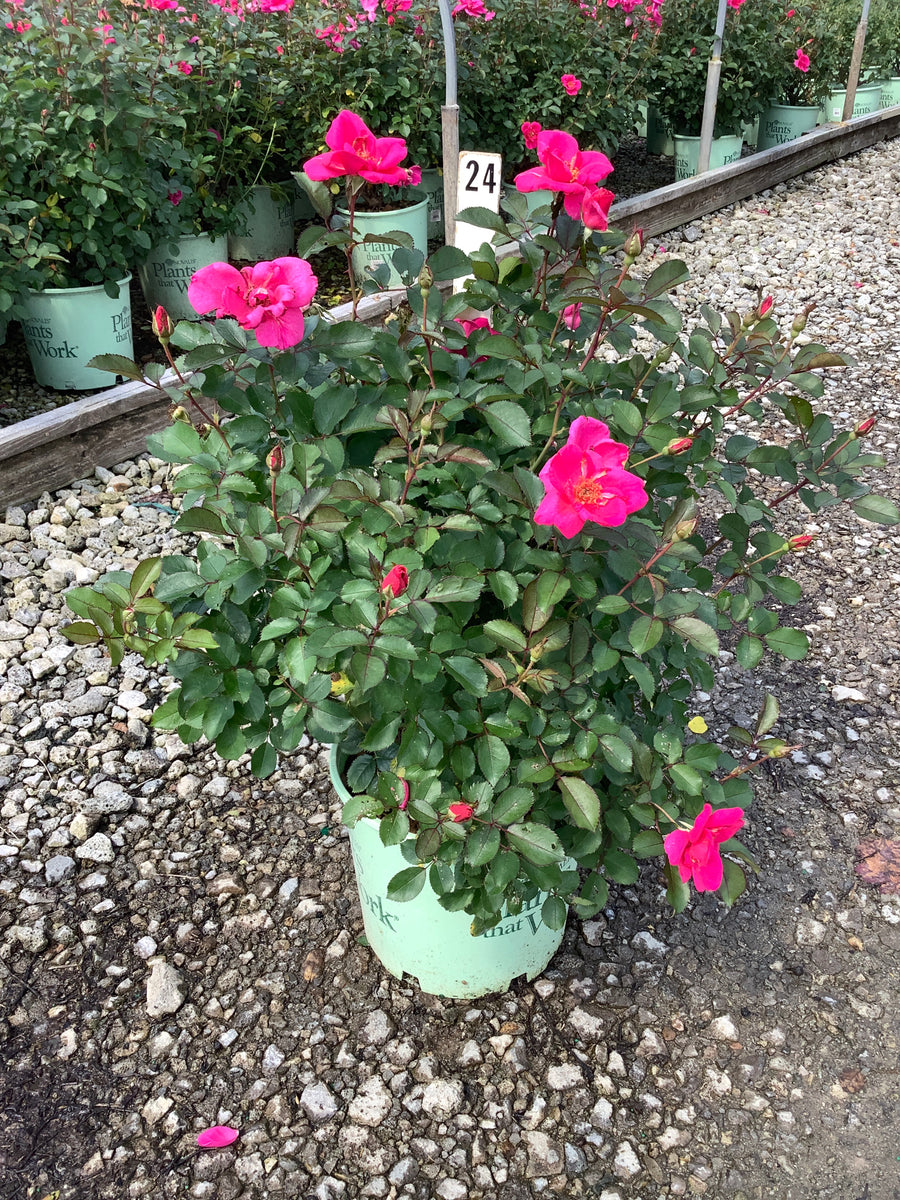 Rosa miracle 'On The Hudson Pink'