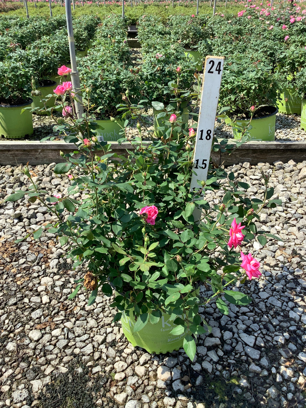 Rosa K.O 'Radtkopink'