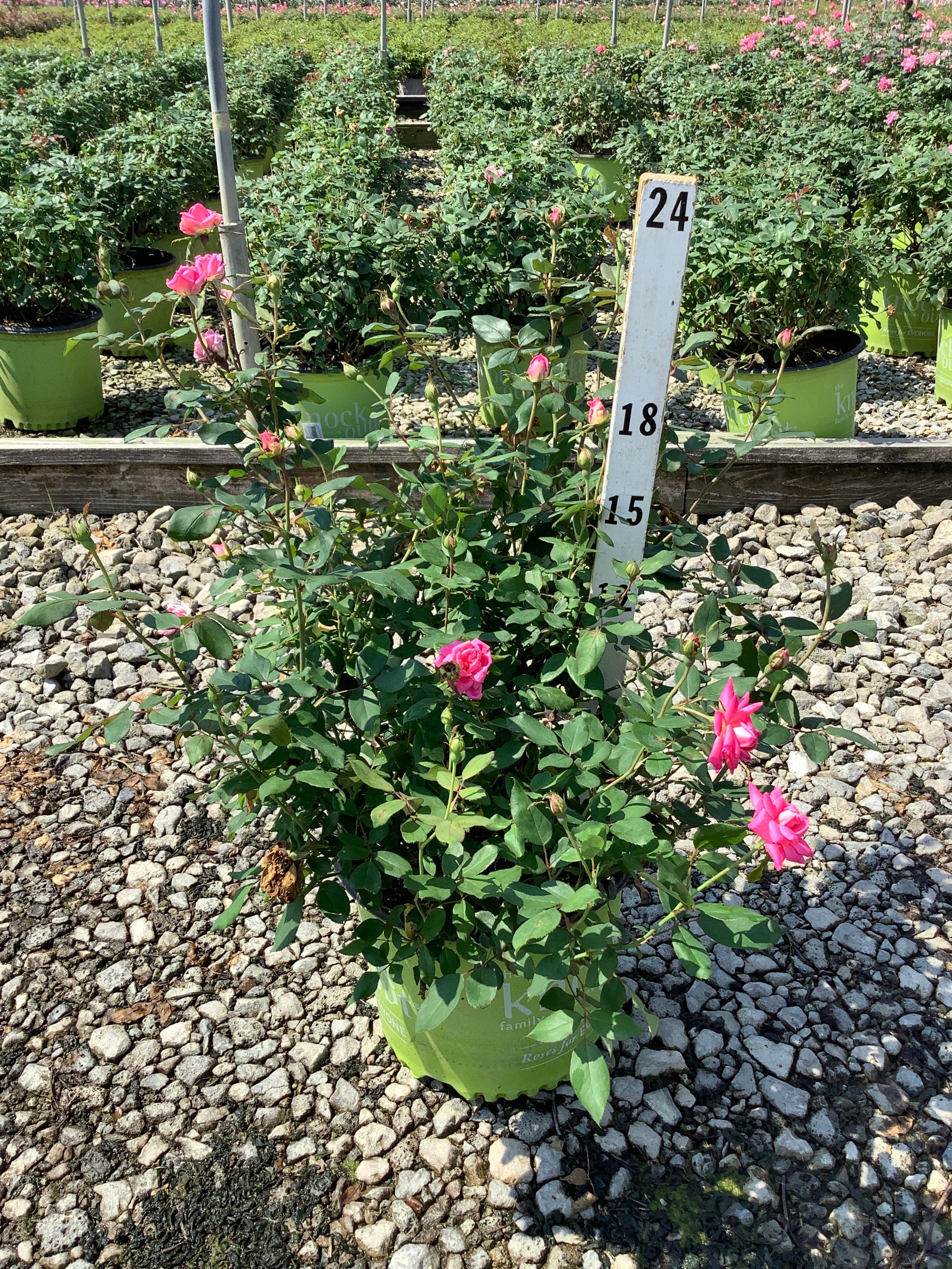 Rosa K.O 'Radtkopink'