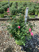 Rosa K.O 'Radtkopink'