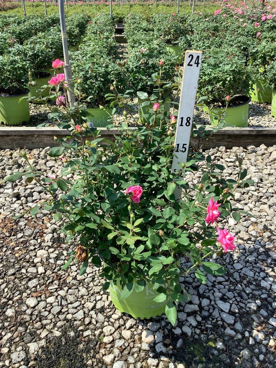 Rosa K.O 'Radtkopink'