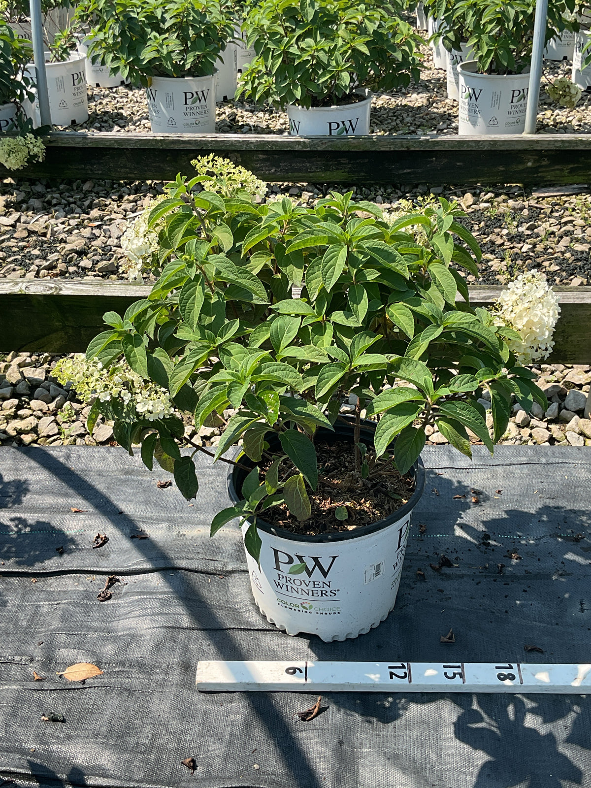 Hydrangea paniculata 'Bobo'