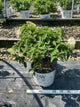Hydrangea paniculata 'Bobo'