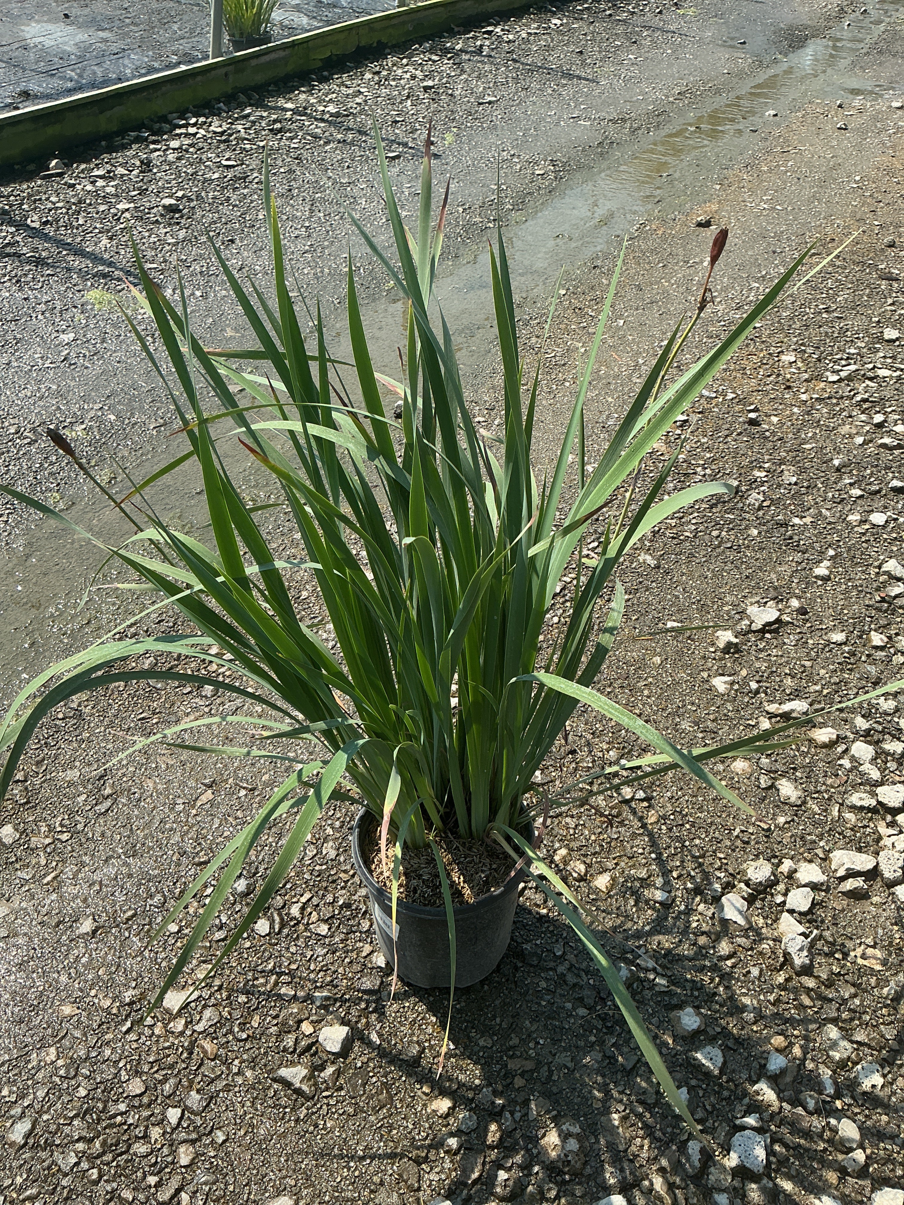 Iris siberica 'Caesar's Brother'