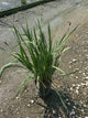 Iris siberica 'Caesar's Brother'