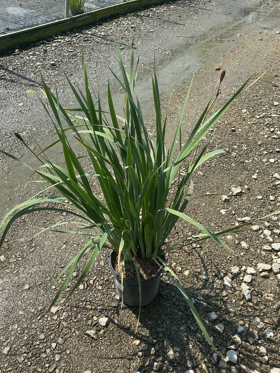 Iris siberica 'Caesar's Brother'