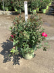 Rosa K.O 'Radrazz'