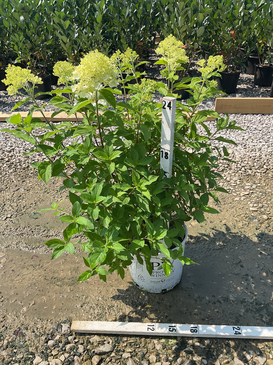 Hydrangea paniculata 'Zwijnenburg'