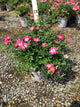 Rosa 'Drift Meijocos'