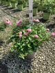 Rosa 'Drift Meiswetdom'