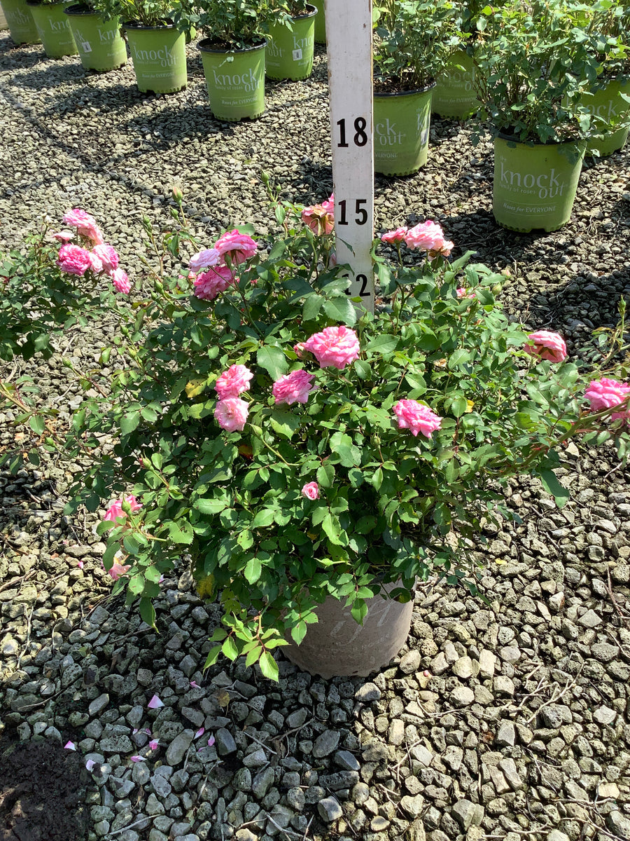 Rosa 'Drift Meiswetdom'