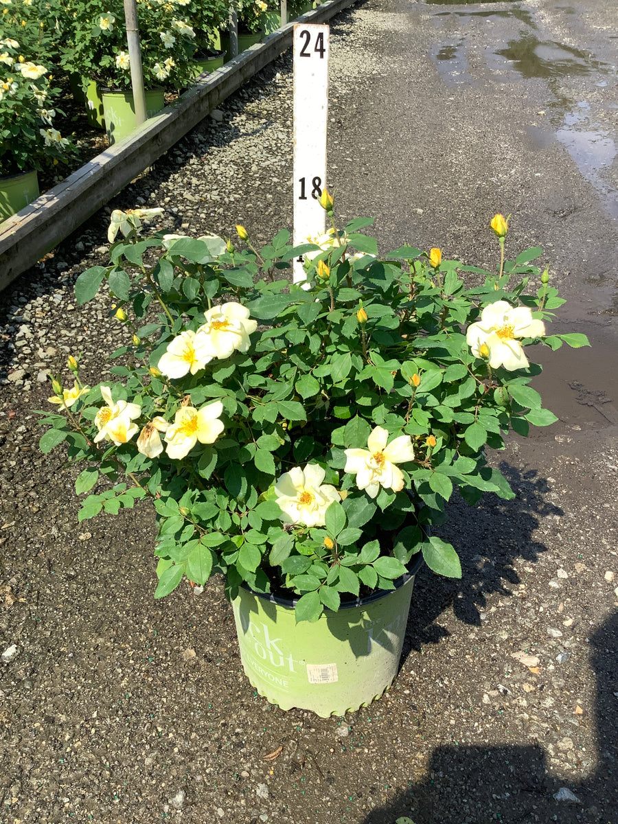 Rosa K.O 'Radsunny'