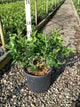 Vaccinium chandler 'Chandler'