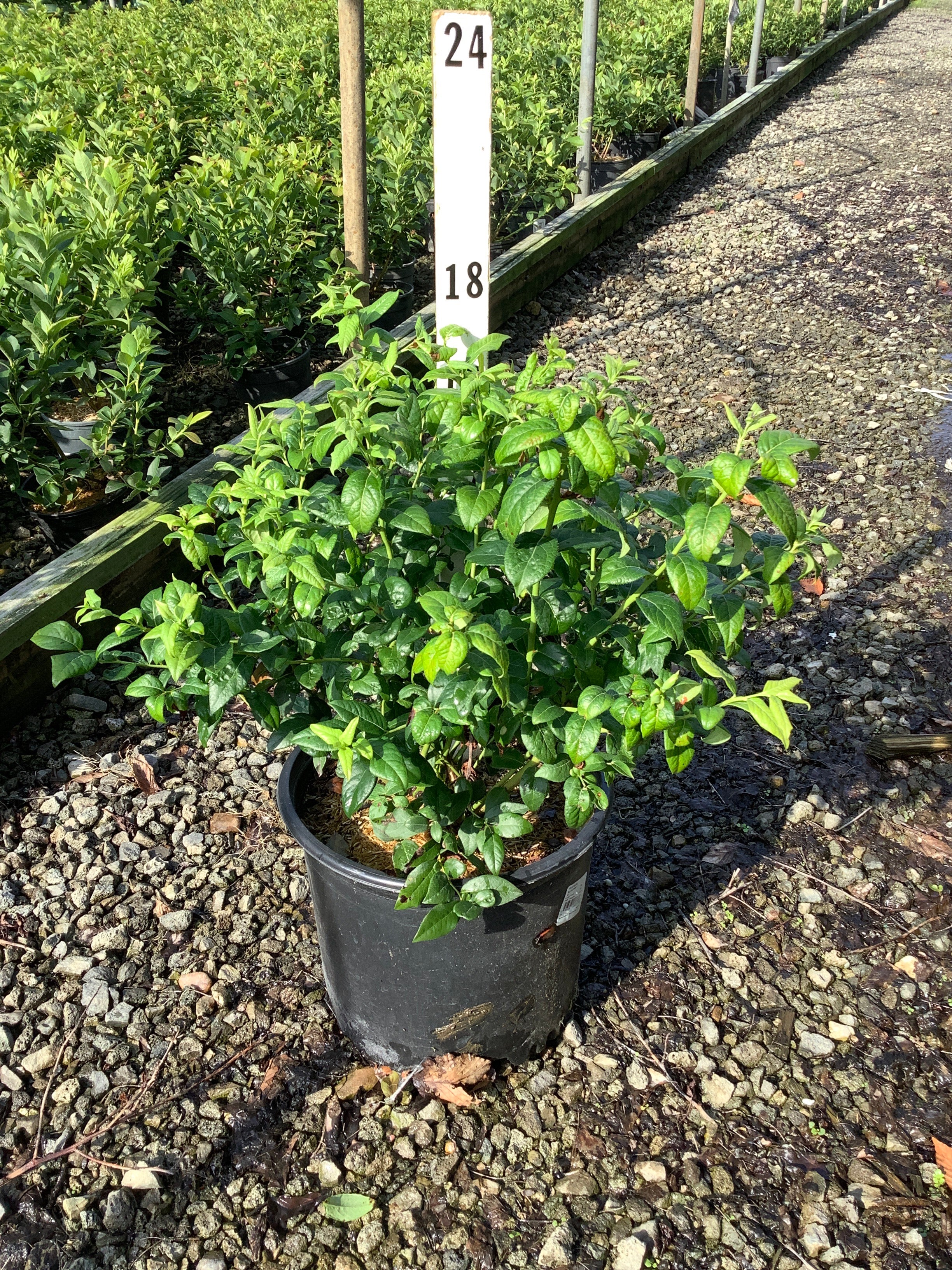 Vaccinium bluecrop 'Bluecrop'