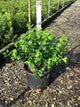 Vaccinium bluecrop 'Bluecrop'