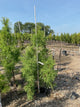 Taxodium distichum 'Shawnee Brave'