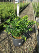 Vaccinium corymbosum 'Duke'
