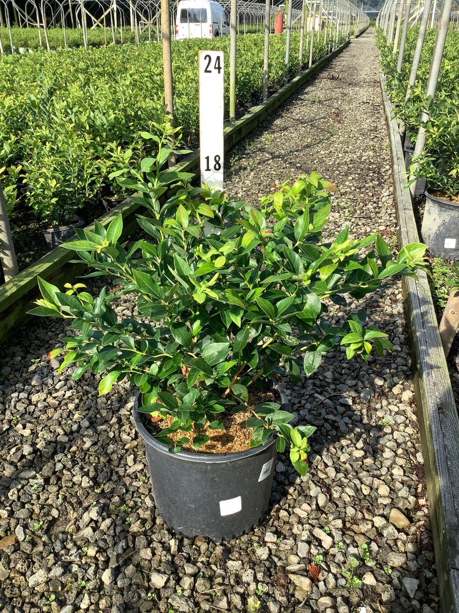 Vaccinium corymbosum 'Duke'