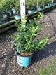 Vaccinium perpetua