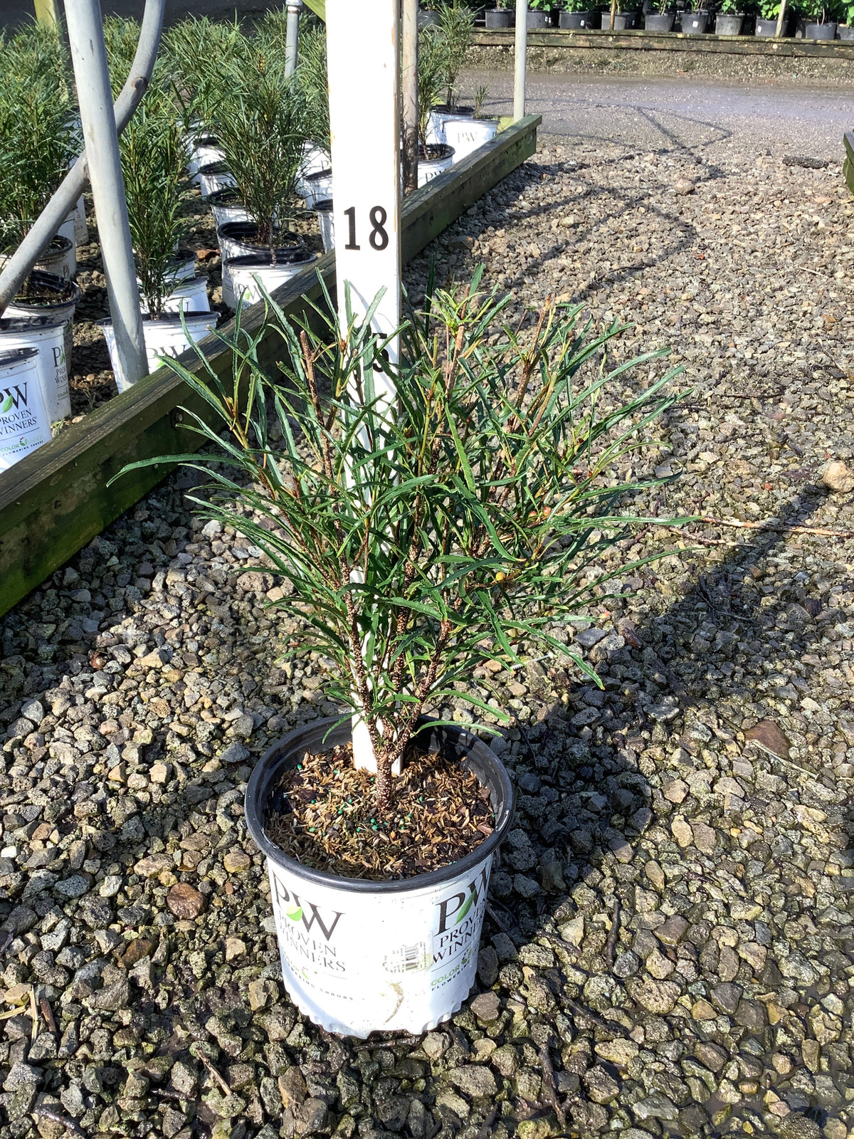 Rhamnus frangula 'Ron Williams'