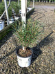 Rhamnus frangula 'Ron Williams'