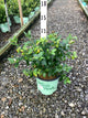 Vaccinium patriot 'Patriot'