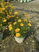 Coreopsis x 'Lil Bang Goldi Locks'