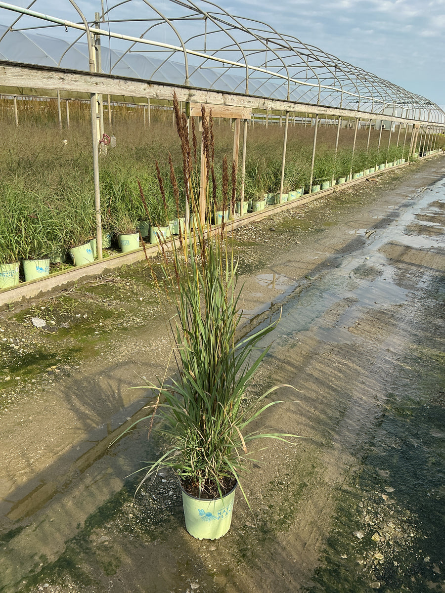 Sorghastrum 'Sorg. N. Golden Sunset'