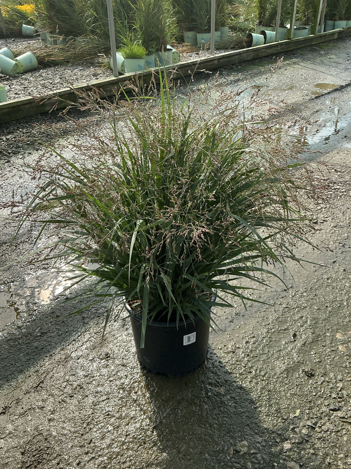 Panicum virgatum ‘Dream Catcher Smoky Rose’