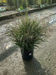 Panicum virgatum ‘Dream Catcher Smoky Rose’