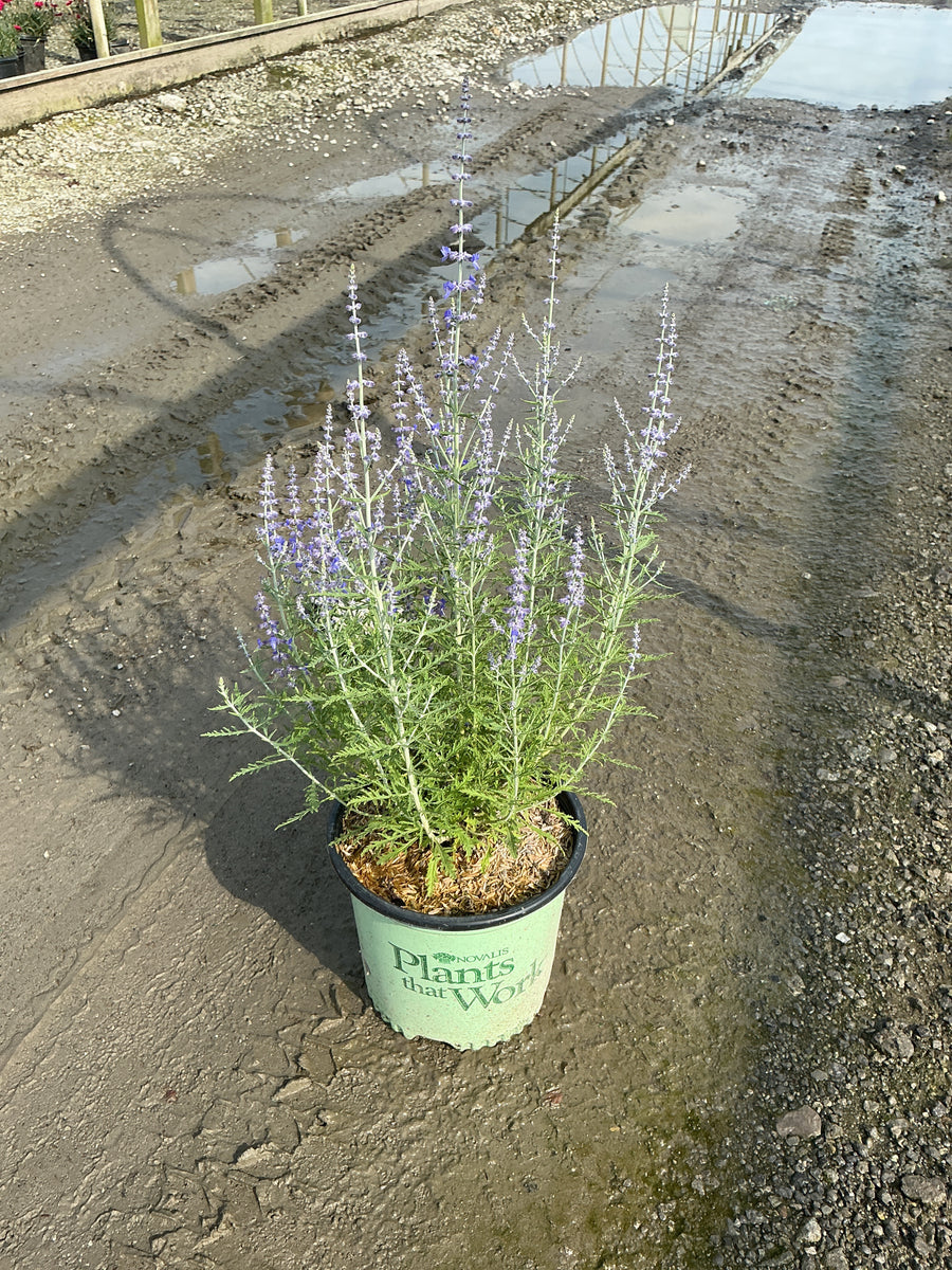 Perovskia atriplicifolia 'Blue Jean Baby'