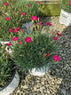 Dianthus paint 'The Town Red'