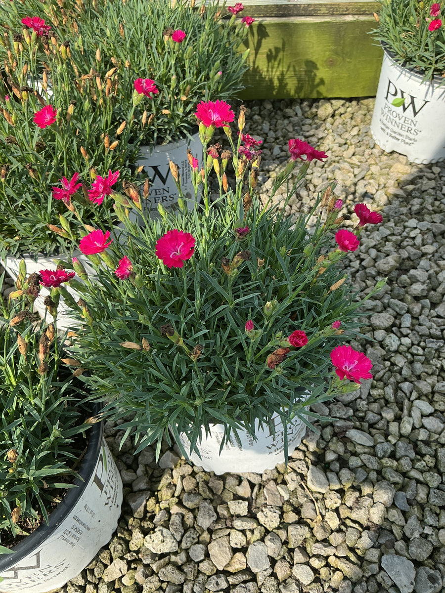 Dianthus paint 'The Town Red'