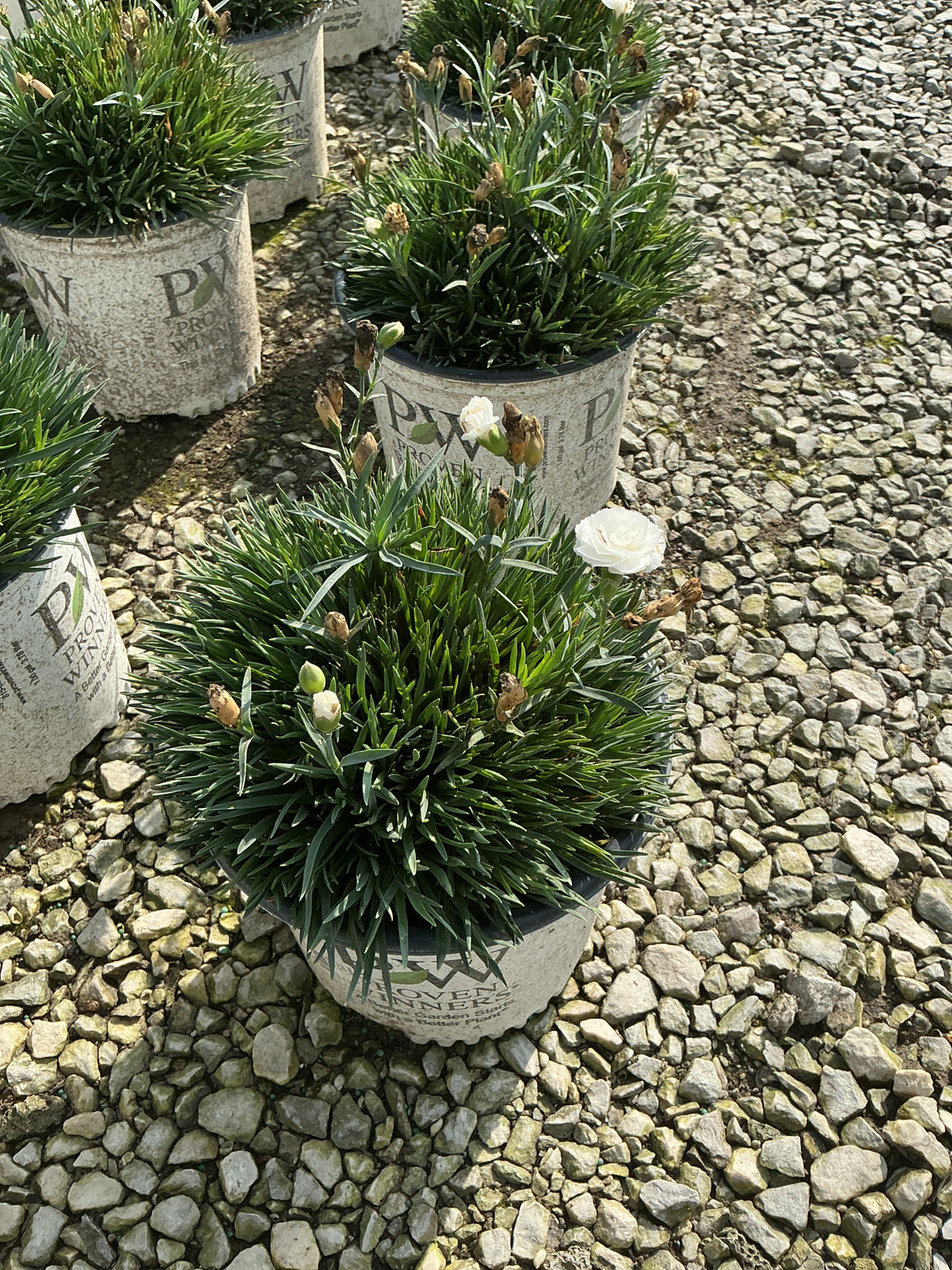 Dianthus hybrid 'Whipped Cream'