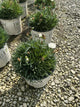 Dianthus hybrid 'Whipped Cream'