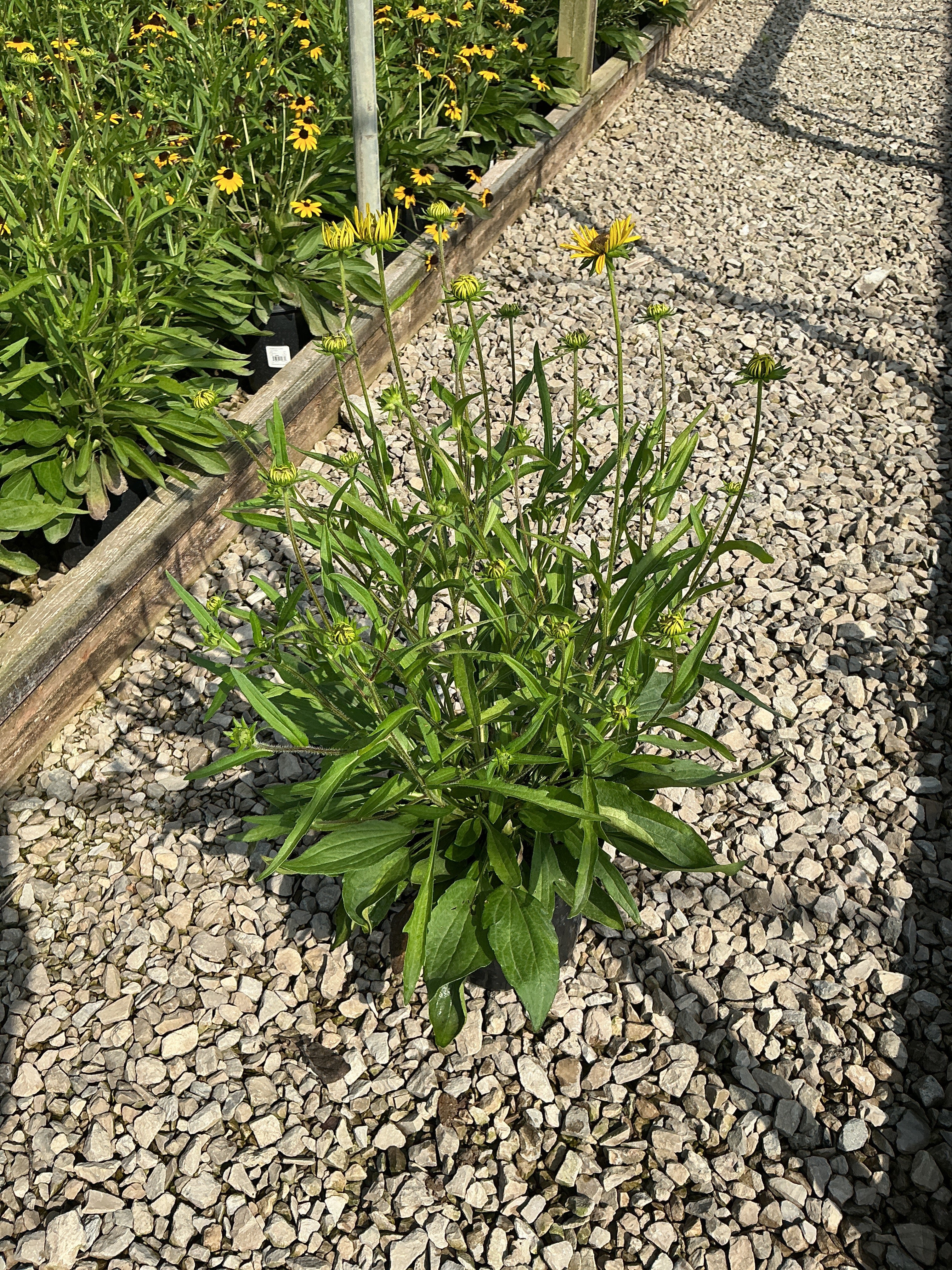 Rudbeckia fulgida 'Little Suzy'