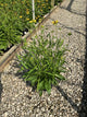 Rudbeckia fulgida 'Little Suzy'